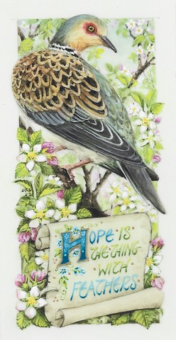 pigeon